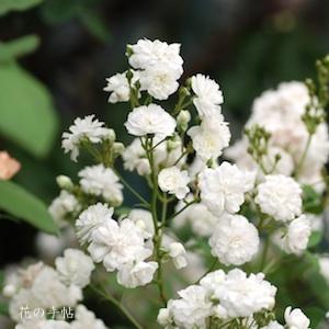 バラ　ブランシュ カスカード（Blanche Cascade）｜花の手帖のバラ図鑑