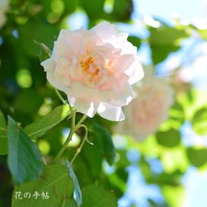 バラ　｜花の手帖のバラ図鑑