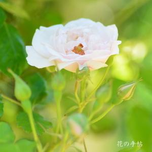 バラ　ブランシュデュランソン｜花の手帖のバラ図鑑