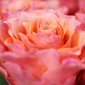 バラ　ブラッド オレンジ｜花の手帖のバラ図鑑