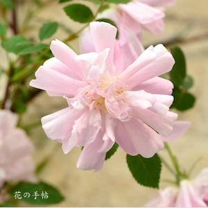 バラ　ブラッシュ ブールソール｜花の手帖のバラ図鑑