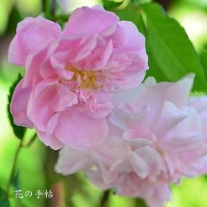 バラ　ブラッシュ ブールソール｜花の手帖のバラ図鑑