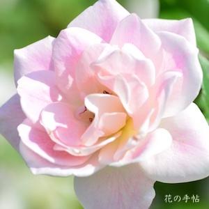 バラ　ブラッシング アイスバーグ（Blushing Iceberg）｜花の手帖のバラ図鑑