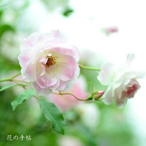 バラ　ブラッシング アイスバーグ（Blushing Iceberg）｜花の手帖のバラ図鑑