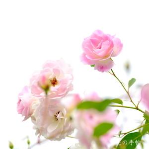 バラ　ブラッシング アイスバーグ（Blushing Iceberg）｜花の手帖のバラ図鑑