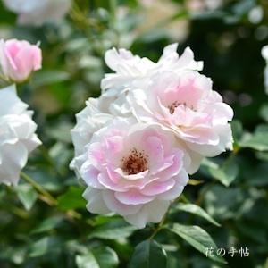 バラ　ブラッシング アイスバーグ（Blushing Iceberg）｜花の手帖のバラ図鑑