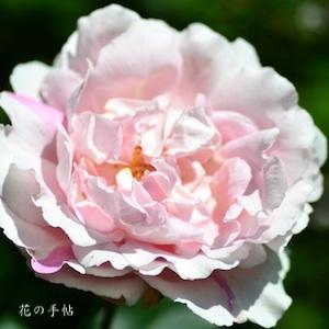 バラ　ブラッシュ イヴ ピアジェ｜花の手帖のバラ図鑑