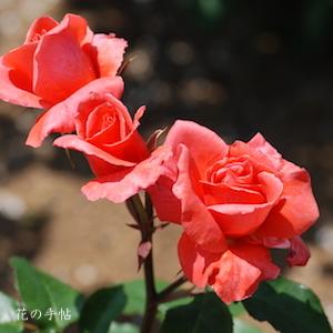 バラ　ボビー ルーカス（Bobbie Lucas）｜花の手帖のバラ図鑑