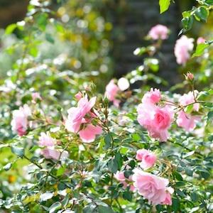 バラ　ボニカ／ボニカ82（Bonica／Bonica '82）｜花の手帖のバラ図鑑