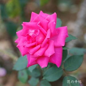 バラ　ボニー スコットランド（Bonnie Scotland）｜花の手帖のバラ図鑑