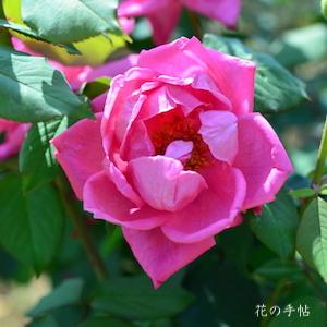 バラ　ボニー スコットランド（Bonnie Scotland）｜花の手帖のバラ図鑑