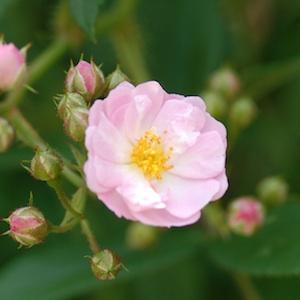 バラ　ボニー｜花の手帖のバラ図鑑