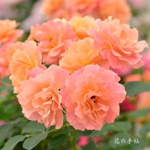 バラ　｜花の手帖のバラ図鑑