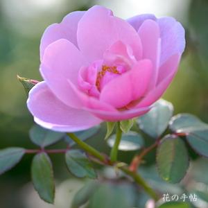 バラ　ボウ ベルズ（Bow Bells）｜花の手帖のバラ図鑑