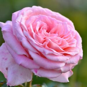 バラ　ブライダル ピンク アンティーク｜花の手帖のバラ図鑑