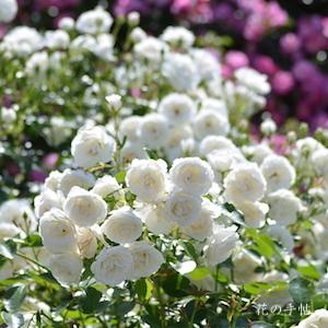 バラ　ブライダル ティアラ（Bridal Tiara）｜花の手帖のバラ図鑑