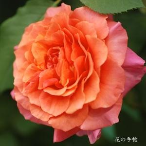 バラ　ブリリアント（Briliant）｜花の手帖のバラ図鑑