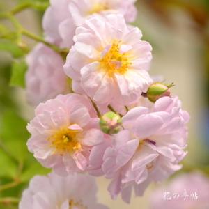 バラ　ブリーズ パルファン｜花の手帖のバラ図鑑