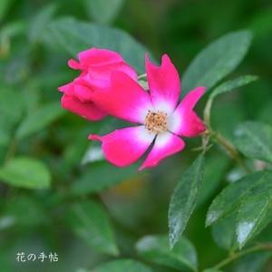 バラ　ブリタニア（Britannia）｜花の手帖のバラ図鑑