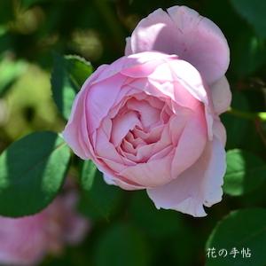 バラ　ブラザーカドフィール（Brother Cadfael）｜花の手帖のバラ図鑑