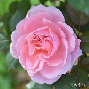 バラ　ブラザーカドフィール（Brother Cadfael）｜花の手帖のバラ図鑑