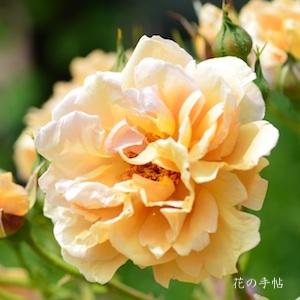 バラ　カフェ（Cafe）｜花の手帖のバラ図鑑