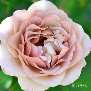 バラ　カフェ ラテ（Caffe Latte）｜花の手帖のバラ図鑑
