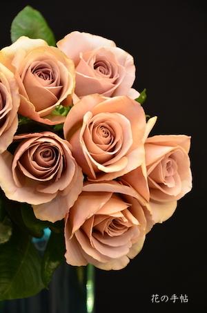 バラ　カフェ ラテ（Caffe Latte）｜花の手帖のバラ図鑑