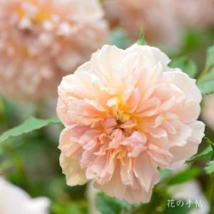 バラ　カレンデュラ（Calendula）｜花の手帖のバラ図鑑