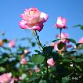 バラ　カリフォルニアドリーミング
