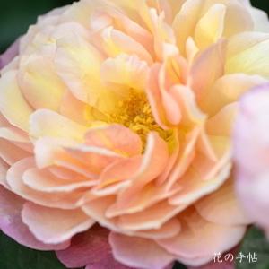 バラ　カリプソ｜花の手帖のバラ図鑑
