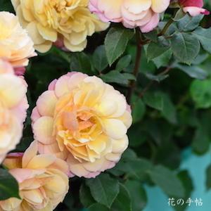 バラ　カリプソ｜花の手帖のバラ図鑑