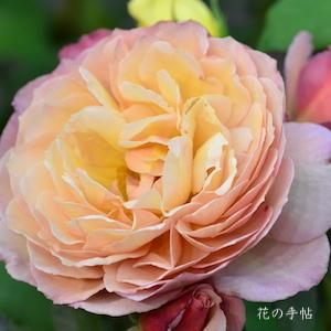 バラ　カリプソ｜花の手帖のバラ図鑑