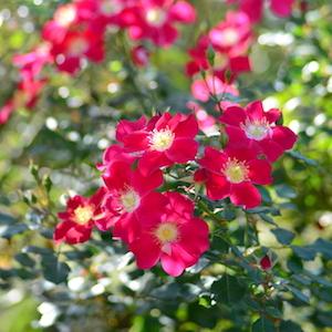 バラ　キャンディア メイディランド｜花の手帖のバラ図鑑