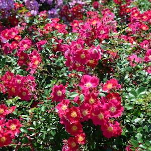 バラ　キャンディア メイディランド｜花の手帖のバラ図鑑