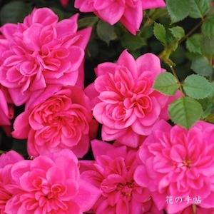 バラ　キャンディ キャンディ（Candy Candy）｜花の手帖のバラ図鑑