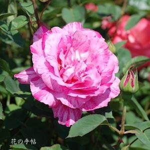 バラ　キャンディ ストライプ（Candy Stripe）｜花の手帖のバラ図鑑