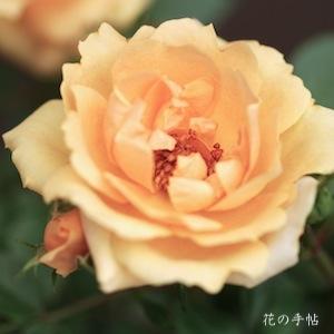 バラ　カプチーノ（Cappuccino）｜花の手帖のバラ図鑑