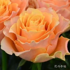 バラ　カルピ デューム（Carpe Diem）｜花の手帖のバラ図鑑