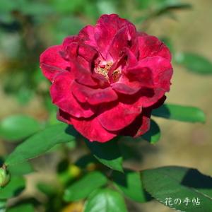 バラ　カルーセル（Carrousel）｜花の手帖のバラ図鑑