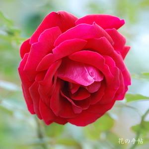 バラ　カルーセル（Carrousel）｜花の手帖のバラ図鑑