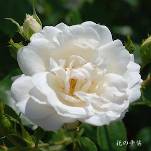 バラ　カルト ブランシュ（Carte Blanche）｜花の手帖のバラ図鑑