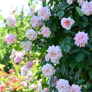 バラ　つるセシルブルンネ｜花の手帖のバラ図鑑