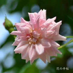 バラ　つるセシルブルンネ｜花の手帖のバラ図鑑