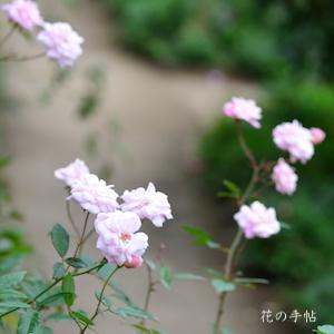 バラ　セシルブルンネ／セシルブリュネ（Cecile Brunner）｜花の手帖のバラ図鑑