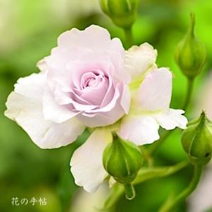 バラ　セ ミニョン！（C'ent Mignon!）｜花の手帖のバラ図鑑