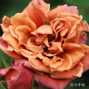 バラ　チャチャ（茶々／Chacha）｜花の手帖のバラ図鑑