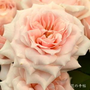 バラ　｜花の手帖のバラ図鑑