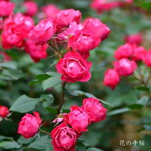 バラ　チェリー ボニカ（Cherry Bonica）｜花の手帖のバラ図鑑