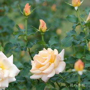 バラ　チェシャー（Cheshire）｜花の手帖のバラ図鑑